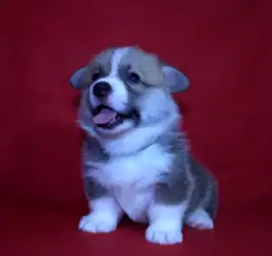 Купить щенка вельш корги пемброк — GERMIONA ROSE отдыхает