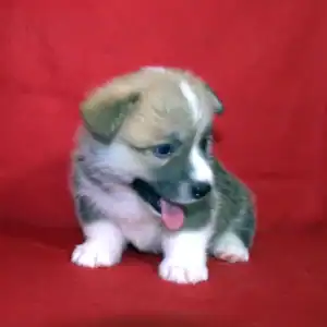 Купить щенка вельш корги пемброк GERMIONA ROSE — рыже-белая девочка 5 недель