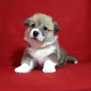 Купить щенка вельш корги пемброк GERMAN FLARE — рыже-белый мальчик 5 недель