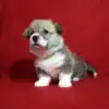 Купить щенка вельш корги пемброк GABRIELLA DAISY — рыже-белая девочка 5 недель.