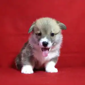 Купить щенка вельш корги пемброк — GERMAN FLARE общается с детьми.