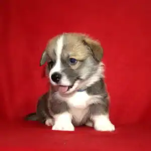 Купить щенка вельш корги пемброк GROSSMAN ROY — рыже-белый мальчик 5 недель.