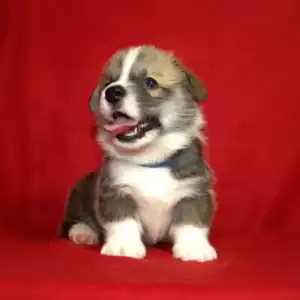 Купить щенка вельш корги пемброк — GROSSMAN ROY общается с детьми.