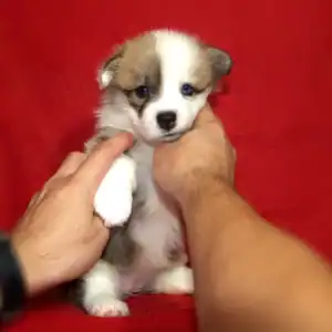 Купить щенка вельш корги пемброк — GENRIETTA GOLDY общается с хозяином