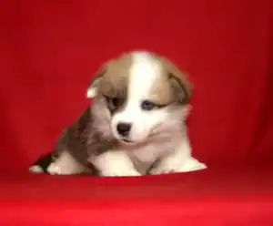 Купить щенка вельш корги пемброк — GENRIETTA GOLDY играет с мячом