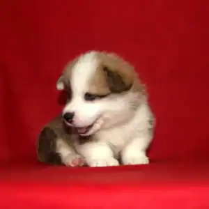 Купить щенка вельш корги пемброк GENRIETTA GOLDY — рыже-белая девочка 5 недель