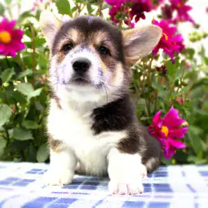 Купить щенка вельш корги пемброк CLAN IRONHORN GARFIELD SKY в цветущем саду