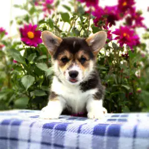 Активный щенок корги пемброк для покупки — CLAN IRONHORN GARFIELD SKY