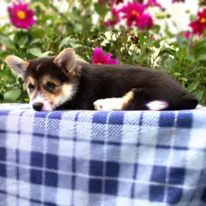 Купить щенка вельш корги пемброк — адаптация к любым условиям