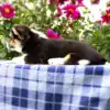 Купить активного щенка корги пемброк — CLAN IRONHORN Garfield Sky