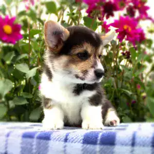 Купить элитного щенка корги пемброк — премиум-класс