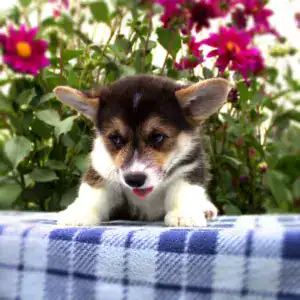 Купить щенка корги пемброк с базовой подготовкой