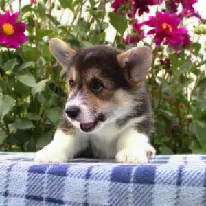 Щенок корги пемброк CLAN IRONHORN — игривый характер и премиум-качество