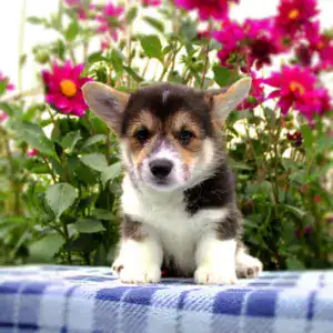 Купить щенка вельш корги пемброк — последний в помете