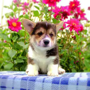 Купить щенка вельш корги пемброк — забота о здоровье с первых дней