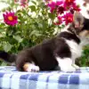 Купить щенка корги пемброк — идеальный друг для семьи