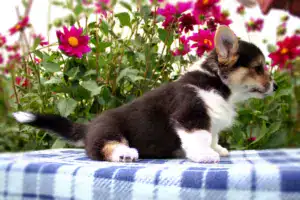 Купить щенка корги пемброк — идеальный друг для семьи