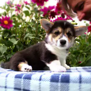 Купить щенка корги пемброк от чемпионской линии CLAN IRONHORN