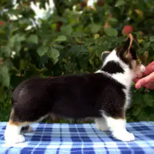 Корги пемброк CLAN IRONHORN — здоровый щенок со сбалансированным питанием