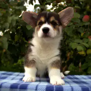 Корги пемброк CLAN IRONHORN — игривый характер и эко-воспитание