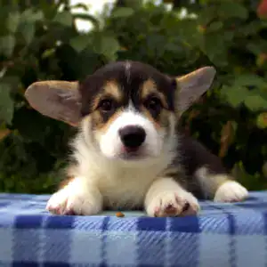 Купить щенка вельш корги пемброк — эксклюзивный помёт в CLAN IRONHORN