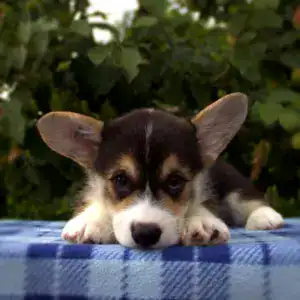 Корги пемброк CLAN IRONHORN — щенки от титулованных родителей