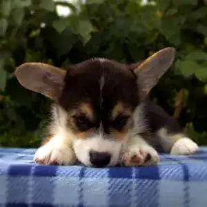 Купить щенка вельш корги пемброк CLAN IRONHORN GRETA STAR — триколорный окрас в цветущем саду