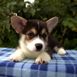Купить щенка вельш корги пемброк — девочка из помёта CLAN IRONHORN