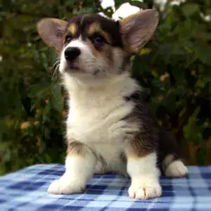 Корги пемброк CLAN IRONHORN — идеальный друг для вашего ребёнка