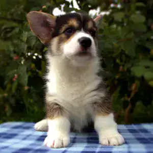 Купить щенка вельш корги пемброк — эталон породы от CLAN IRONHORN