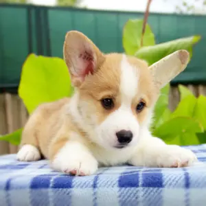 Корги пемброк CLAN IRONHORN — раннее обучение и здоровый аппетит