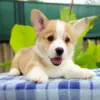 Корги пемброк CLAN IRONHORN — любознательный кобель с идеальным окрасом