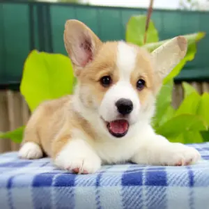 Корги пемброк CLAN IRONHORN — любознательный кобель с идеальным окрасом