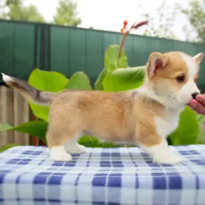 Корги пемброк CLAN IRONHORN — нежность и преданность