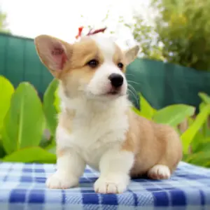 Купить щенка вельш корги пемброк — игривый характер и эталон породы