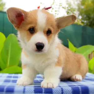 Купить щенка вельш корги пемброк — игривость и интеллект