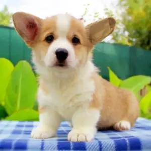 Купить щенка вельш корги пемброк — эстетика и здоровье