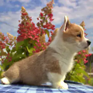 Купить щенка вельш корги пемброк CLAN IRONHORN GENRIETTA GOLDY — рыже-белый окрас