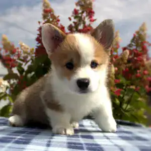 Корги пемброк CLAN IRONHORN — любознательная сука с идеальным окрасом