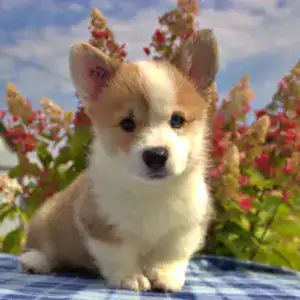 Корги пемброк CLAN IRONHORN — идеальный друг для детей