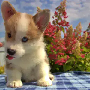 Купить щенка вельш корги пемброк — последняя девочка в помёте