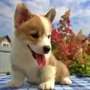 Купить щенка вельш корги пемброк — энергия и дружелюбие