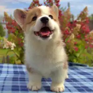 Корги пемброк CLAN IRONHORN — эстетика и здоровье