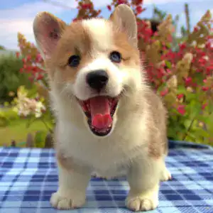 Купить щенка вельш корги пемброк — эксклюзивный помёт CLAN IRONHORN