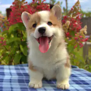 Корги пемброк CLAN IRONHORN — здоровый сон в безопасной среде