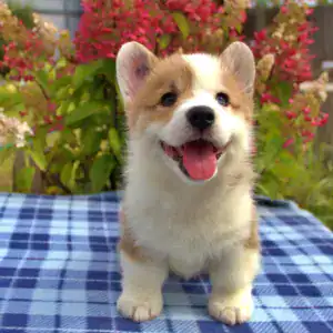 Купить щенка вельш корги пемброк — игривый характер и безупречные пропорции