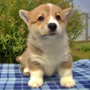 Корги пемброк CLAN IRONHORN — раннее обучение и здоровый аппетит