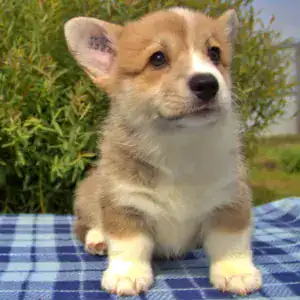 Купить щенка вельш корги пемброк — эксклюзивный помёт CLAN IRONHORN