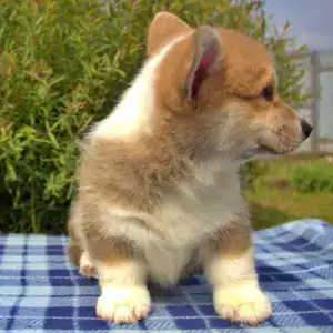 Купить щенка вельш корги пемброк — игривый характер и эталонные пропорции