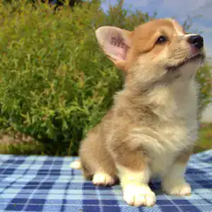 Корги пемброк CLAN IRONHORN — идеальный друг для детей